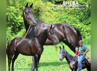 Tennessee walking horse, Hongre, 9 Ans, 142 cm, Noir