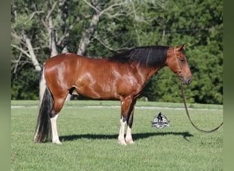 Tennessee walking horse, Hongre, 9 Ans, 143 cm, Tobiano-toutes couleurs