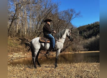 Tennessee walking horse, Hongre, 9 Ans, 147 cm, Rouan Bleu