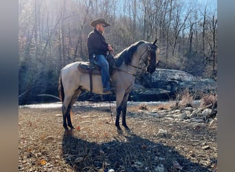 Tennessee walking horse, Hongre, 9 Ans, 147 cm, Rouan Bleu
