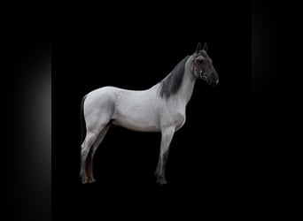 Tennessee walking horse, Hongre, 9 Ans, 147 cm, Rouan Bleu
