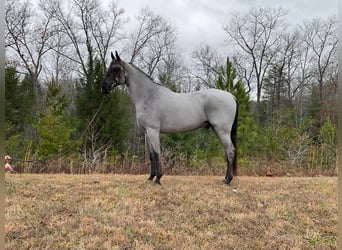 Tennessee walking horse, Hongre, 9 Ans, 147 cm, Rouan Bleu