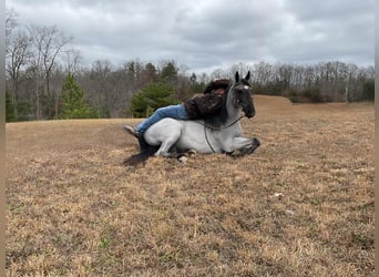 Tennessee walking horse, Hongre, 9 Ans, 147 cm, Rouan Bleu