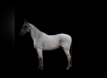 Tennessee walking horse, Hongre, 9 Ans, 147 cm, Rouan Bleu