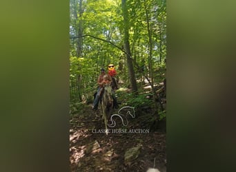 Tennessee walking horse, Hongre, 9 Ans, 152 cm, Bai cerise