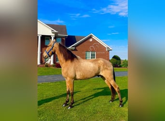 Tennessee walking horse, Hongre, 9 Ans, 152 cm, Buckskin
