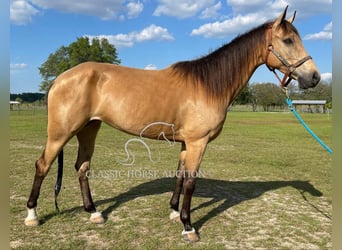 Tennessee walking horse, Hongre, 9 Ans, 152 cm, Buckskin