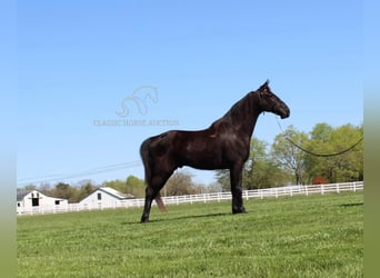 Tennessee walking horse, Hongre, 9 Ans, 152 cm, Noir