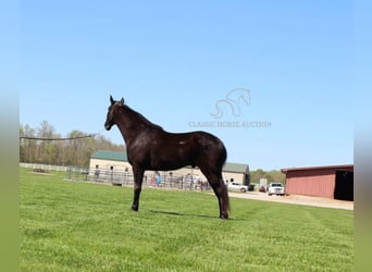 Tennessee walking horse, Hongre, 9 Ans, 152 cm, Noir