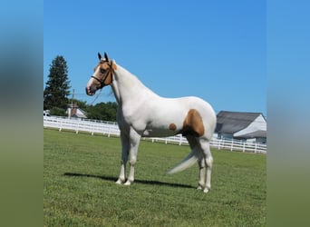Tennessee walking horse, Hongre, 9 Ans, 152 cm, Palomino