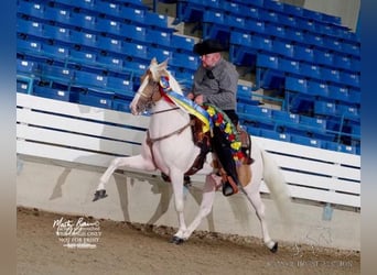 Tennessee walking horse, Hongre, 9 Ans, 152 cm, Palomino