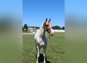 Tennessee walking horse, Hongre, 9 Ans, 152 cm, Palomino