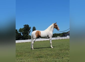 Tennessee walking horse, Hongre, 9 Ans, 152 cm, Palomino