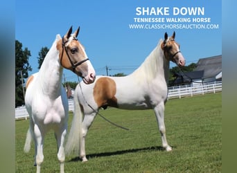 Tennessee walking horse, Hongre, 9 Ans, 152 cm, Palomino