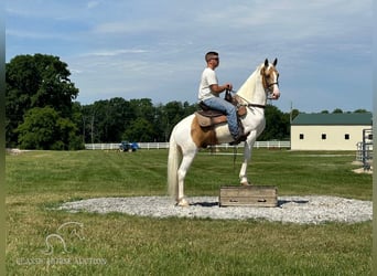 Tennessee walking horse, Hongre, 9 Ans, 152 cm, Palomino