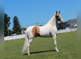 Tennessee walking horse, Hongre, 9 Ans, 152 cm, Palomino