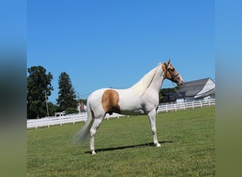 Tennessee walking horse, Hongre, 9 Ans, 152 cm, Palomino