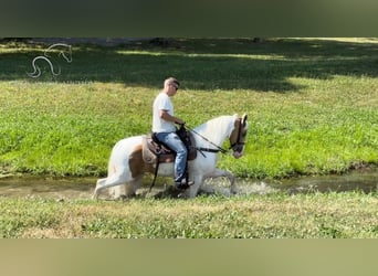 Tennessee walking horse, Hongre, 9 Ans, 152 cm, Palomino