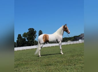 Tennessee walking horse, Hongre, 9 Ans, 152 cm, Palomino