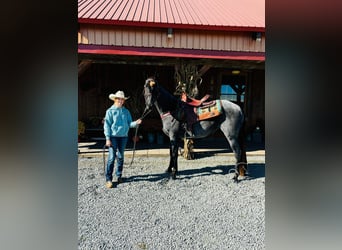 Tennessee walking horse, Hongre, 9 Ans, 152 cm, Rouan Bleu