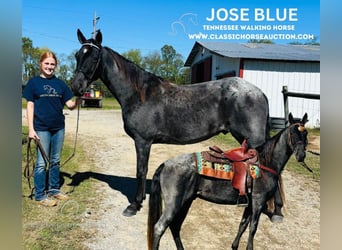 Tennessee walking horse, Hongre, 9 Ans, 152 cm, Rouan Bleu