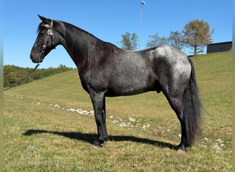 Tennessee walking horse, Hongre, 9 Ans, 152 cm, Rouan Bleu