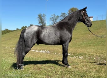 Tennessee walking horse, Hongre, 9 Ans, 152 cm, Rouan Bleu