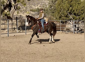 Tennessee walking horse, Hongre, 9 Ans, 152 cm, Sabino