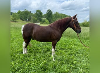 Tennessee walking horse, Hongre, 9 Ans, 152 cm, Tobiano-toutes couleurs