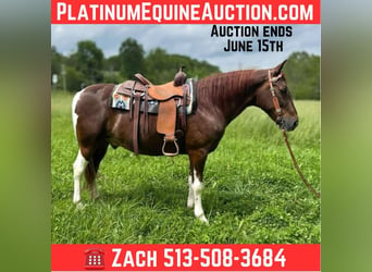 Tennessee walking horse, Hongre, 9 Ans, 152 cm, Tobiano-toutes couleurs