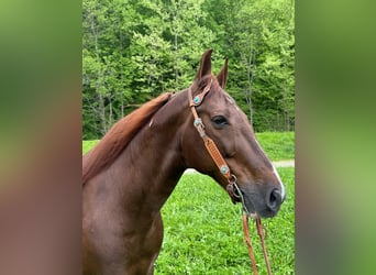 Tennessee walking horse, Hongre, 9 Ans, 152 cm, Tobiano-toutes couleurs