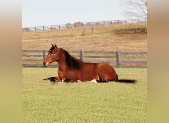 Tennessee walking horse, Hongre, 9 Ans, 155 cm, Bai cerise