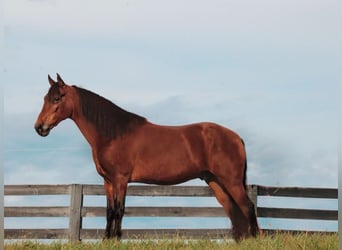 Tennessee walking horse, Hongre, 9 Ans, 155 cm, Bai cerise