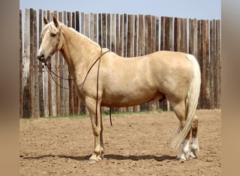 Tennessee walking horse, Hongre, 9 Ans, 157 cm, Palomino