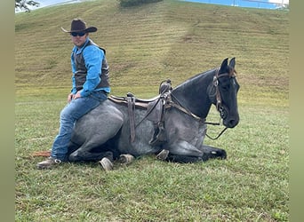 Tennessee walking horse, Hongre, 9 Ans, 160 cm, Rouan Bleu