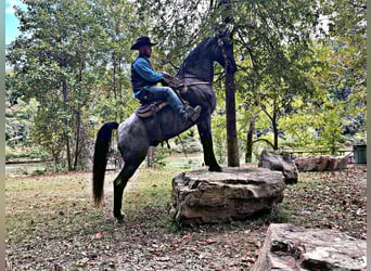 Tennessee walking horse, Hongre, 9 Ans, 160 cm, Rouan Bleu