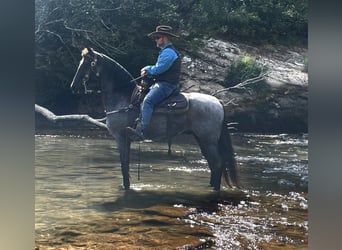 Tennessee walking horse, Hongre, 9 Ans, 160 cm, Rouan Bleu