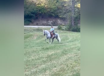 Tennessee walking horse, Hongre, 9 Ans, 163 cm, Gris