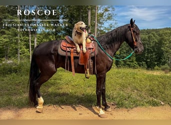 Tennessee walking horse Croisé, Hongre, 9 Ans, 163 cm, Noir