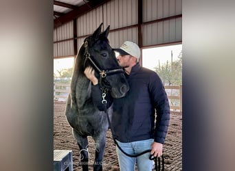 Tennessee walking horse, Hongre, 9 Ans, 163 cm, Rouan Bleu
