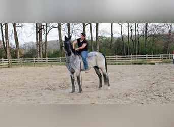 Tennessee walking horse, Hongre, 9 Ans, 163 cm, Rouan Bleu
