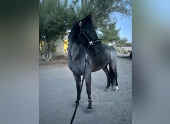 Tennessee walking horse, Hongre, 9 Ans, 163 cm, Rouan Bleu
