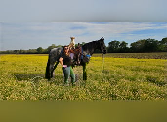 Tennessee walking horse, Hongre, 9 Ans, 163 cm, Rouan Bleu