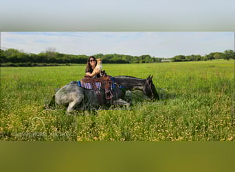 Tennessee walking horse, Hongre, 9 Ans, 163 cm, Rouan Bleu