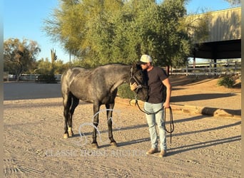 Tennessee walking horse, Hongre, 9 Ans, 163 cm, Rouan Bleu