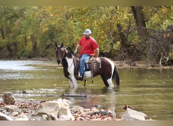 Tennessee walking horse, Hongre, 9 Ans, Bai cerise