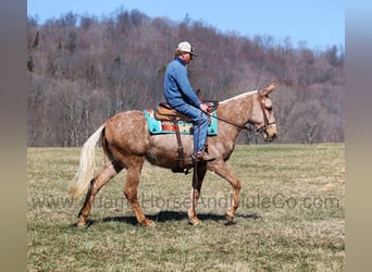 Tennessee walking horse, Hongre, 9 Ans, Palomino