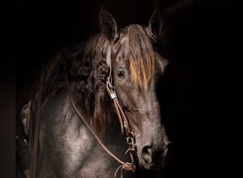 Tennessee walking horse, Hongre, 9 Ans, Rouan Bleu