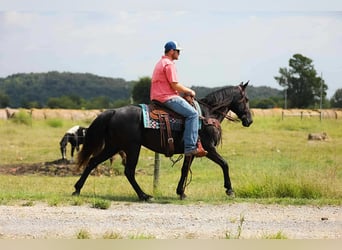 Tennessee walking horse, Jument, 10 Ans, 147 cm, Noir