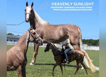 Tennessee walking horse, Jument, 10 Ans, 152 cm, Alezan brûlé